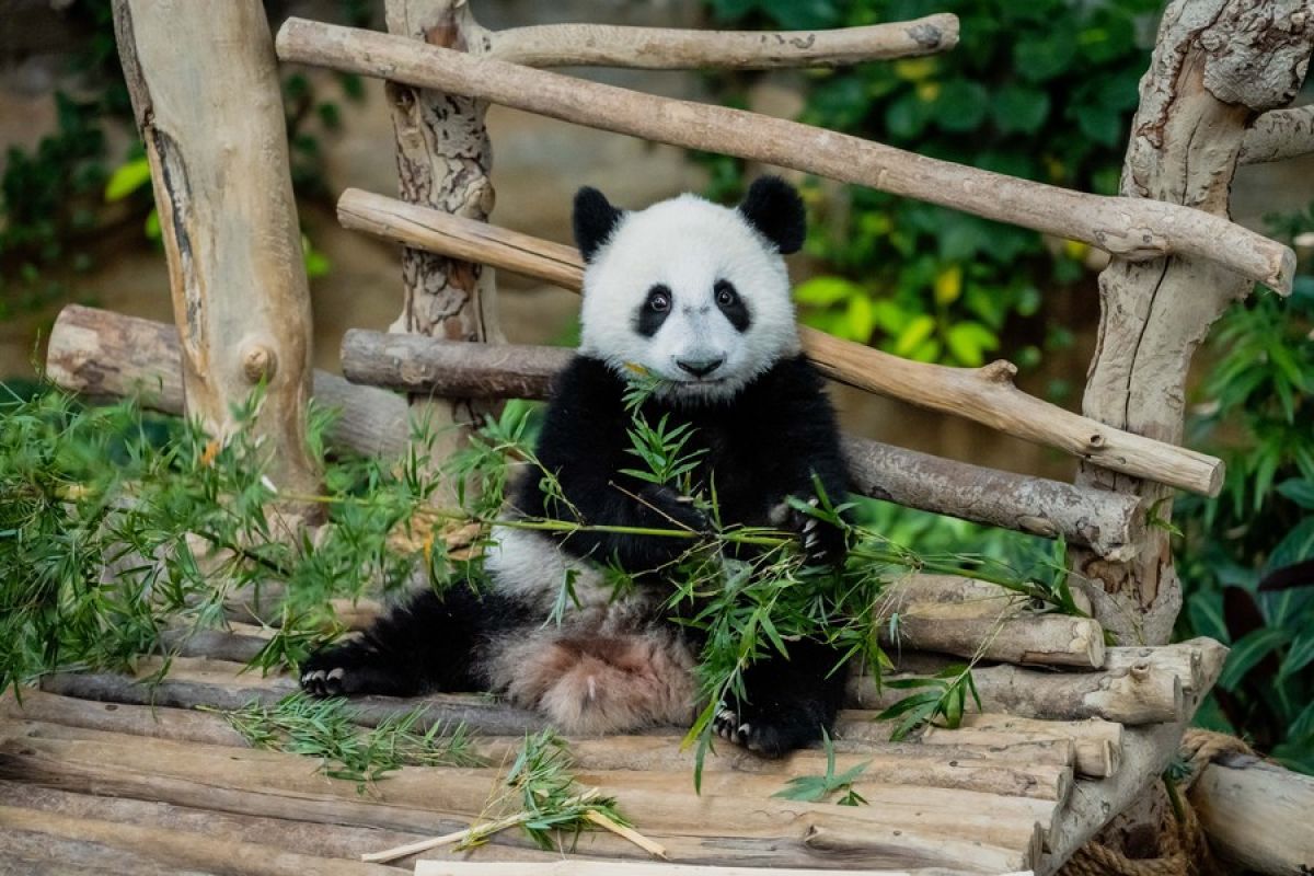 Bayi panda raksasa ketiga yang lahir di Malaysia diberi nama Sheng Yi