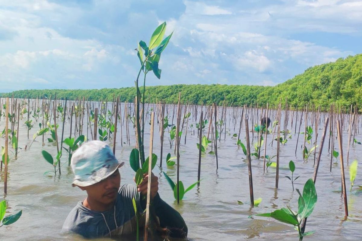 39 ribu bibit mangrove ditanam di Marannu, Kabupaten Maros