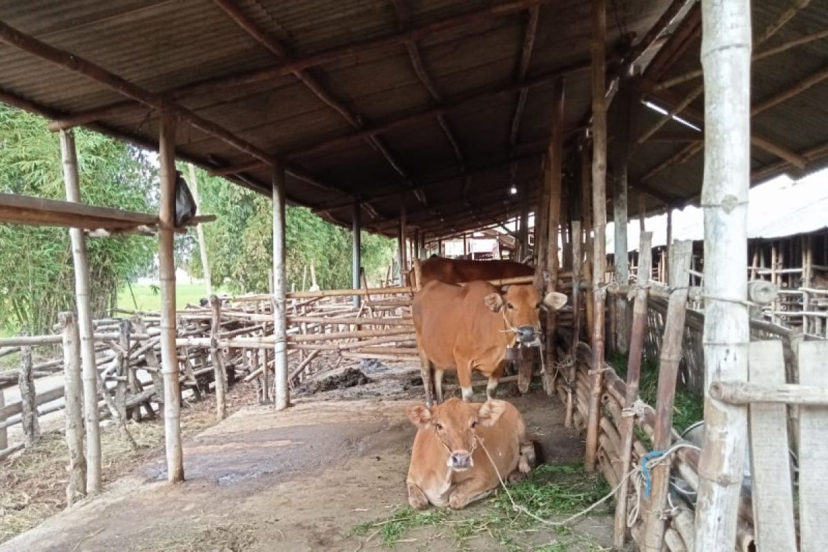 Dinas Ketahanan Pangan Lombok Tengah sebutkan stok daging aman