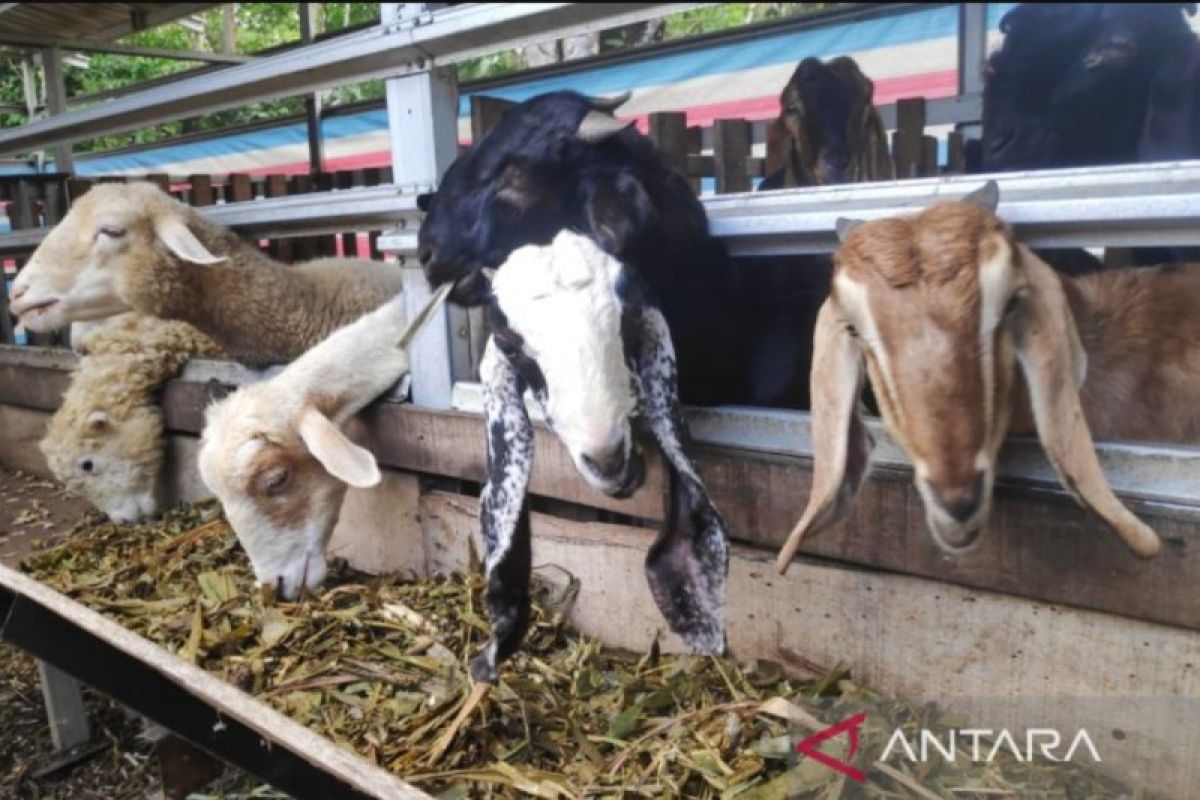Harga kambing di Tapin normal jelang Idul Adha