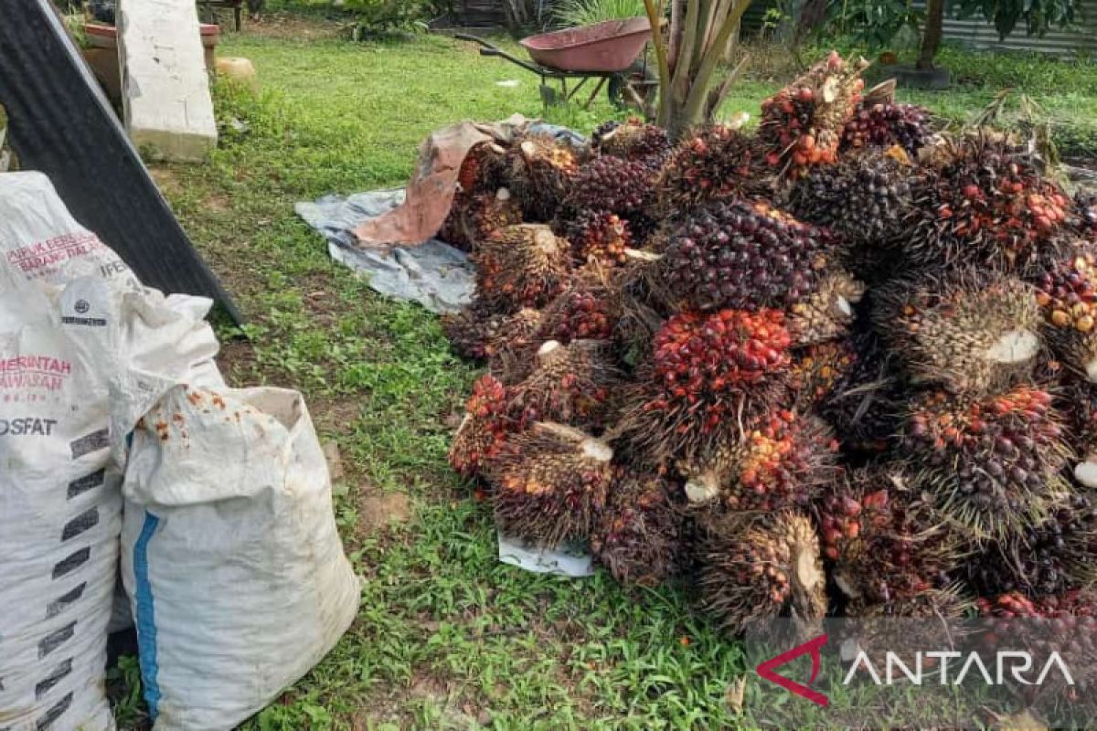 Pabrik di Belitung mulai beli sawit petani