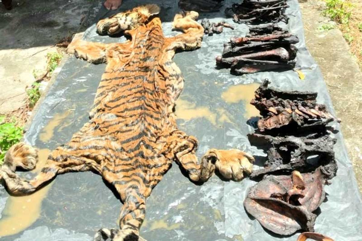Balai Gakkum KLHK: Perkara penjualan kulit harimau dinyatakan lengkap