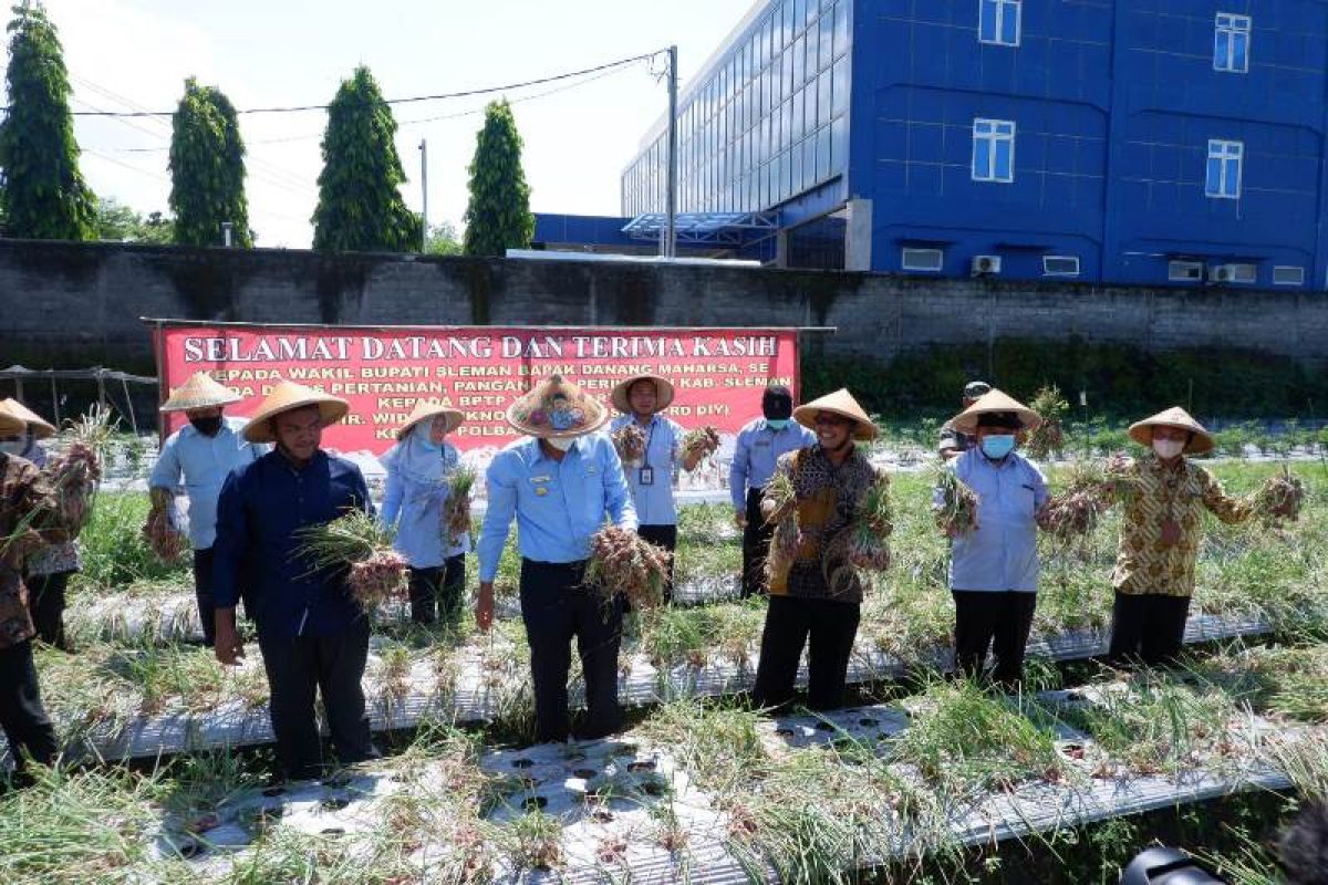 Gandeng Duta Petani Andalan Kementan, Sekolah Lapang Bawang Merah di DIY sukses