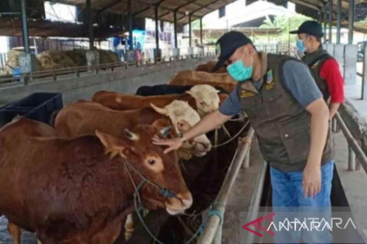 Dinas Pertanian Kabupaten Solok perketat pengawasan pasar ternak muaro paneh