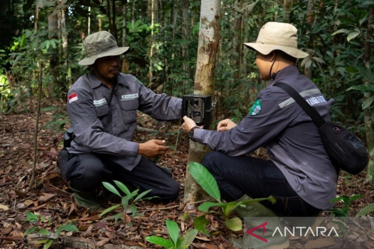 RLU dorong perlindungan satwa liar langka di Sumatera