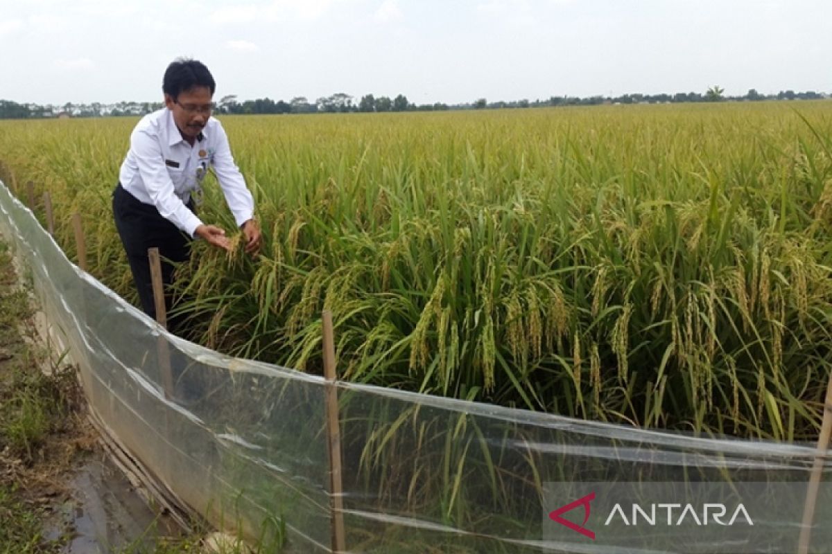 Bombana terima bantuan benih padi Biofortifikasi 200 hektare