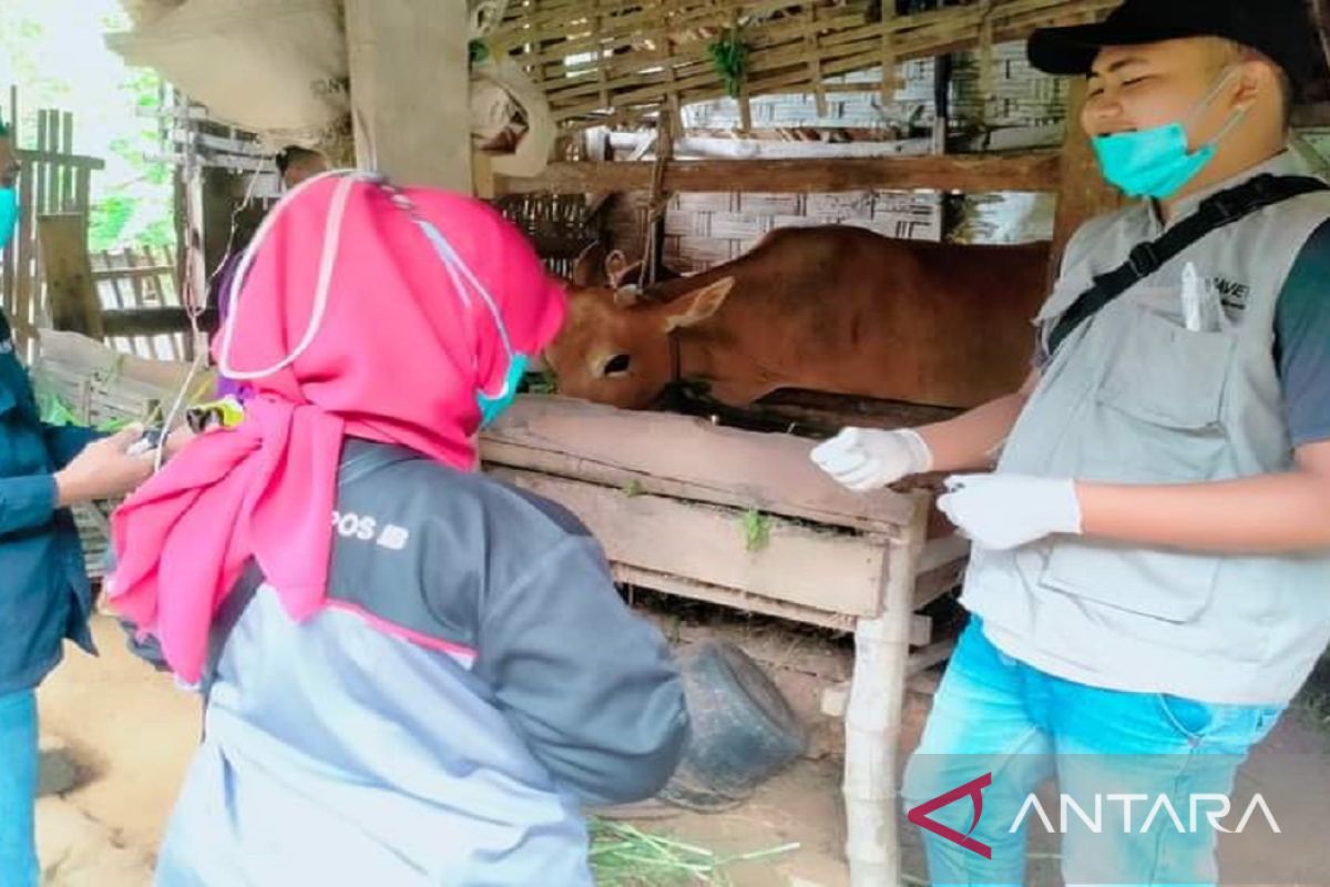 Jelang Idul Adha, petugas DKPPP Pamekasan periksa kesehatan hewan ternak