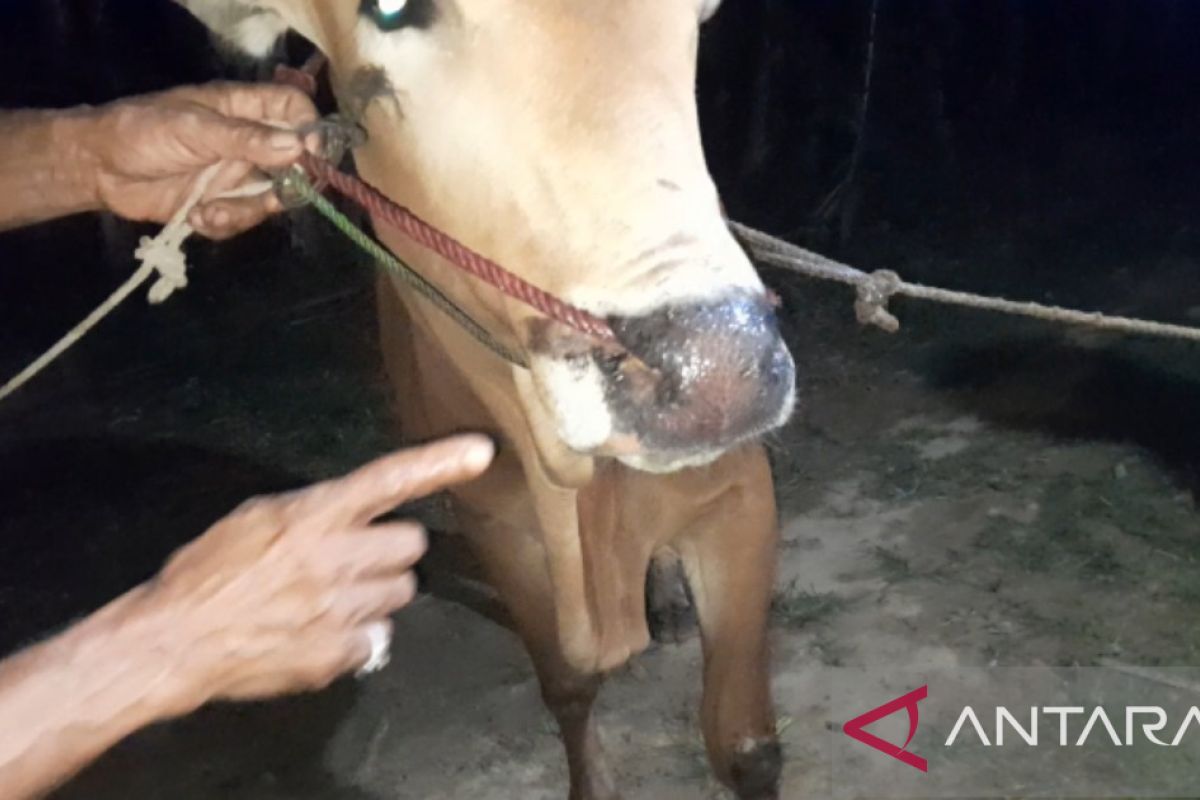 Dinas Ketahanan Pangan Pamekasan temukan penyakit lain pada sapi