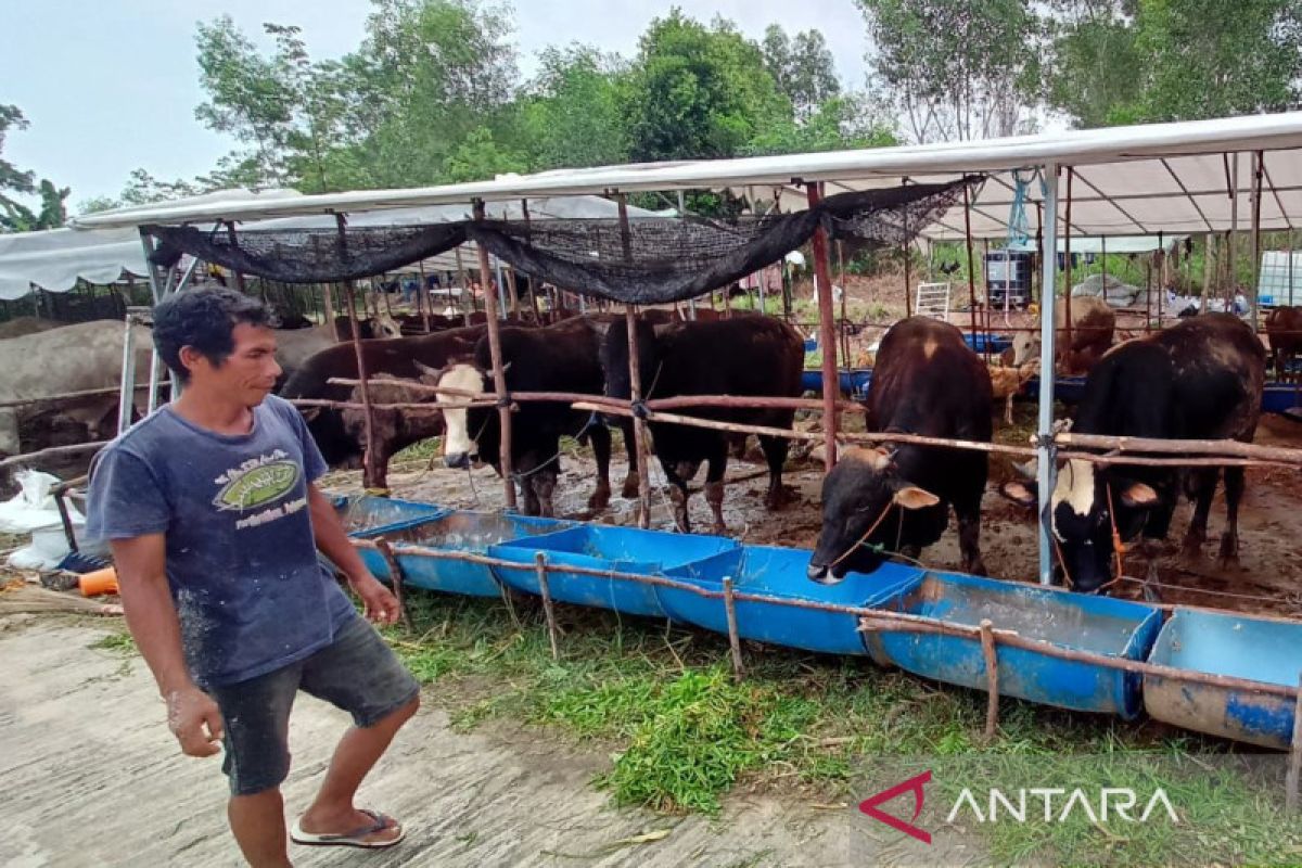 Kebutuhan sapi kurban Kota Batam dipasok dari Natuna