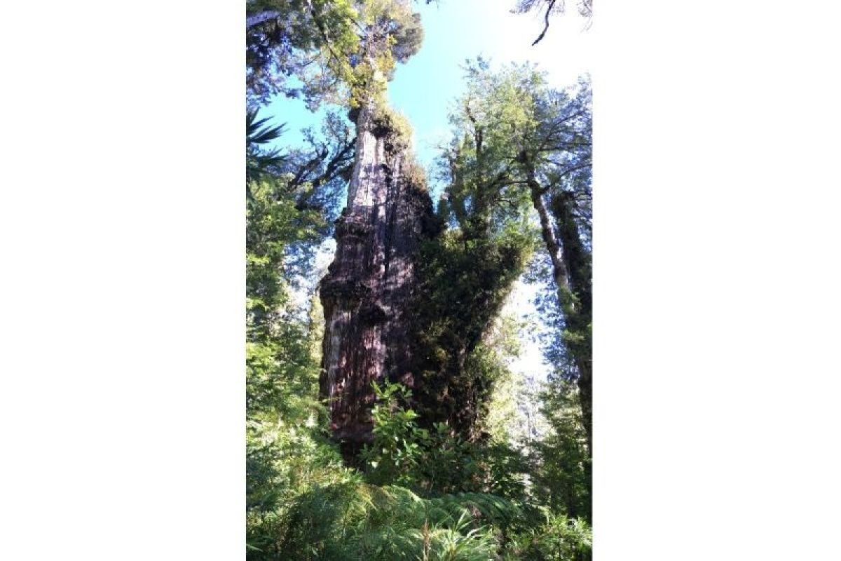 Sebuah pohon alerce di Chile berusia lebih dari 5.000 tahun, begini penampakannya