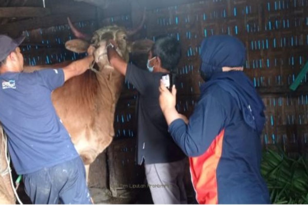 Sebanyak 215 sapi di Pasuruan dalam proses penyembuhan dari PMK