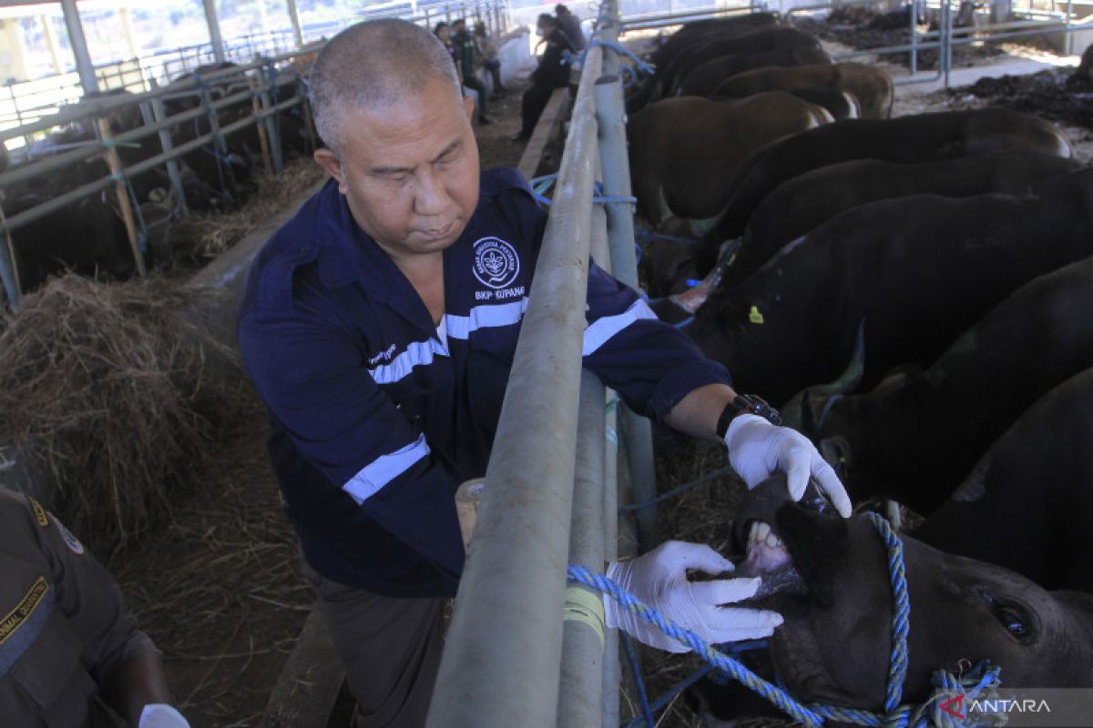 Pengiriman ternak sapi dari NTT meningkat di tengah PMK