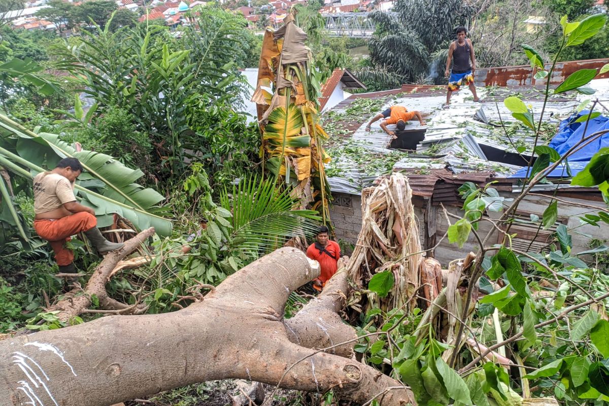 BPBD catat 20 pohon tumbang di Padang akibat cuaca ekstrem