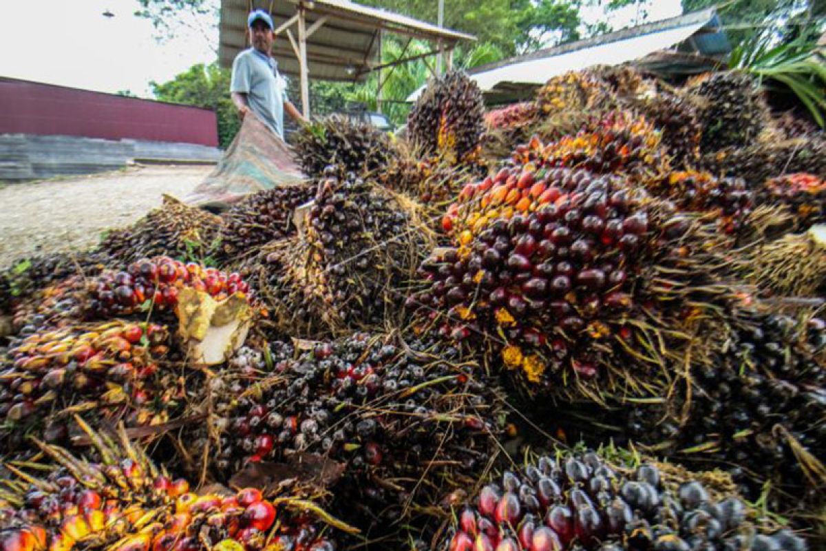 Larangan ekspor dicabut harga TBS sawit Aceh capai Rp2.400 per kg
