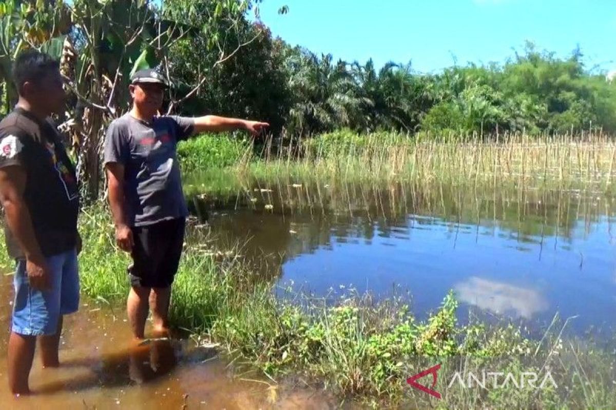 Puluhan hektare tanaman petani gagal panen