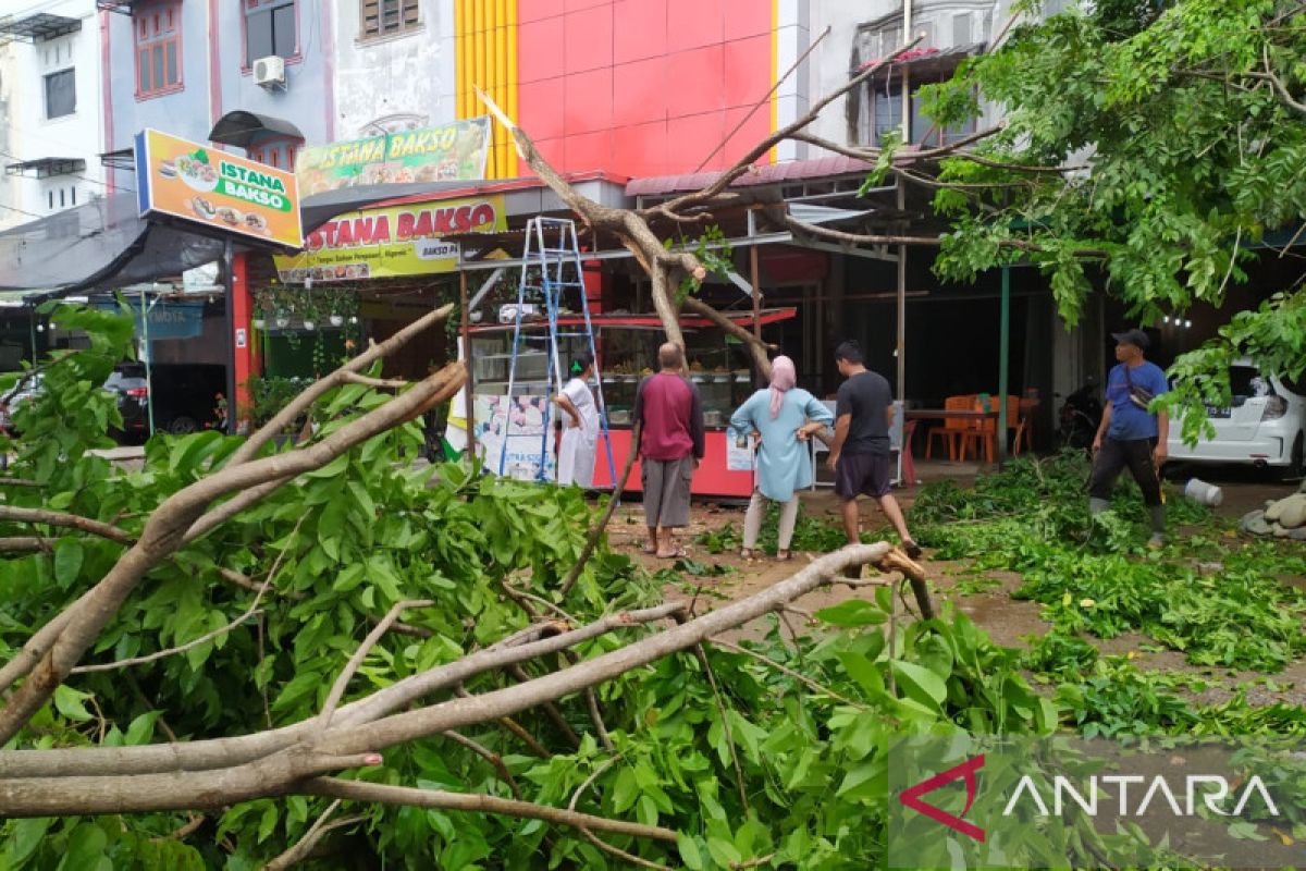 Pemkab Padang Pariaman catat 11 lokasi pohon tumbang pada Sabtu lalu
