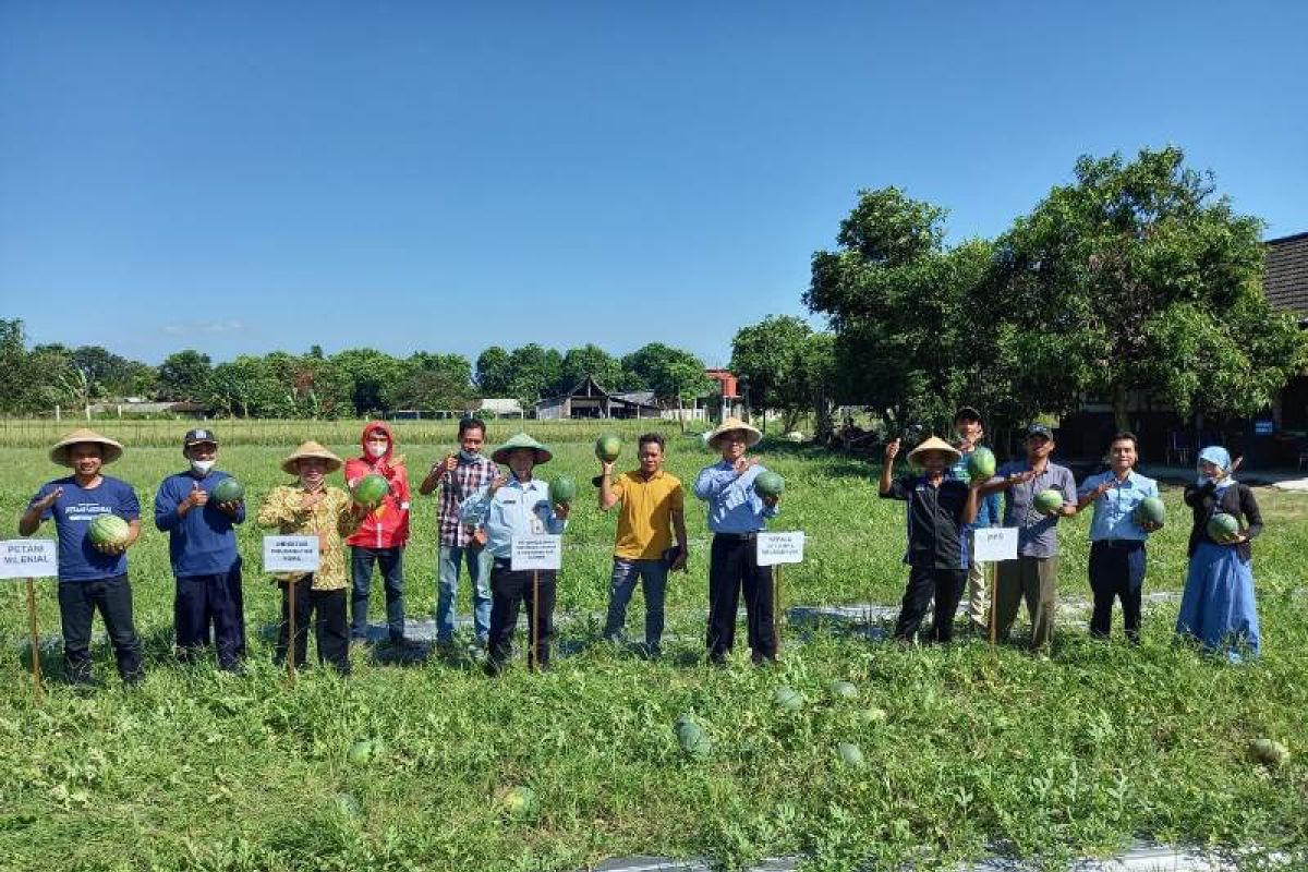 Dampingi petani, Polbangtan Kementan dan Balai Penyuluhan Pertanian kembangkan demplot