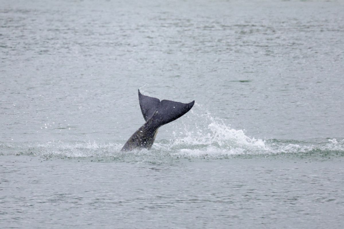 Keputusan suntik mati untuk paus orca terdampar di Prancis