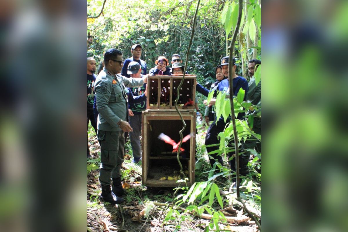 68 satwa dilepas ke Suaka Alam Sungai Nief di Seram Bagian Timur, jaga konservasi