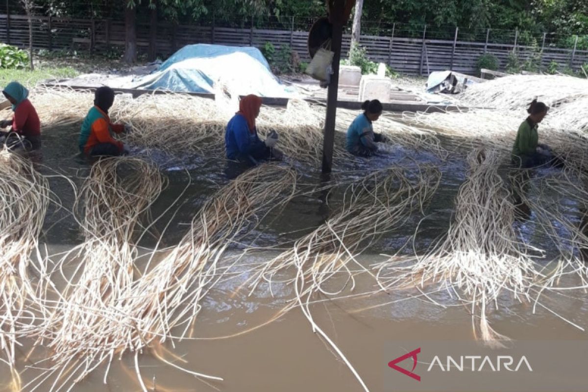 Legislator Kotim minta pemerintah pusat dukung kebangkitan sektor rotan