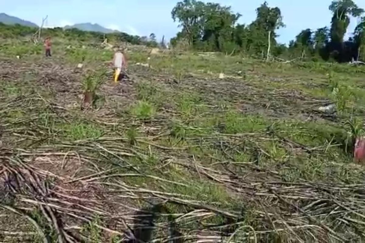 Lahan translok diserobot, Pemkab Aceh Jaya diminta perjelas kepemilikannya1