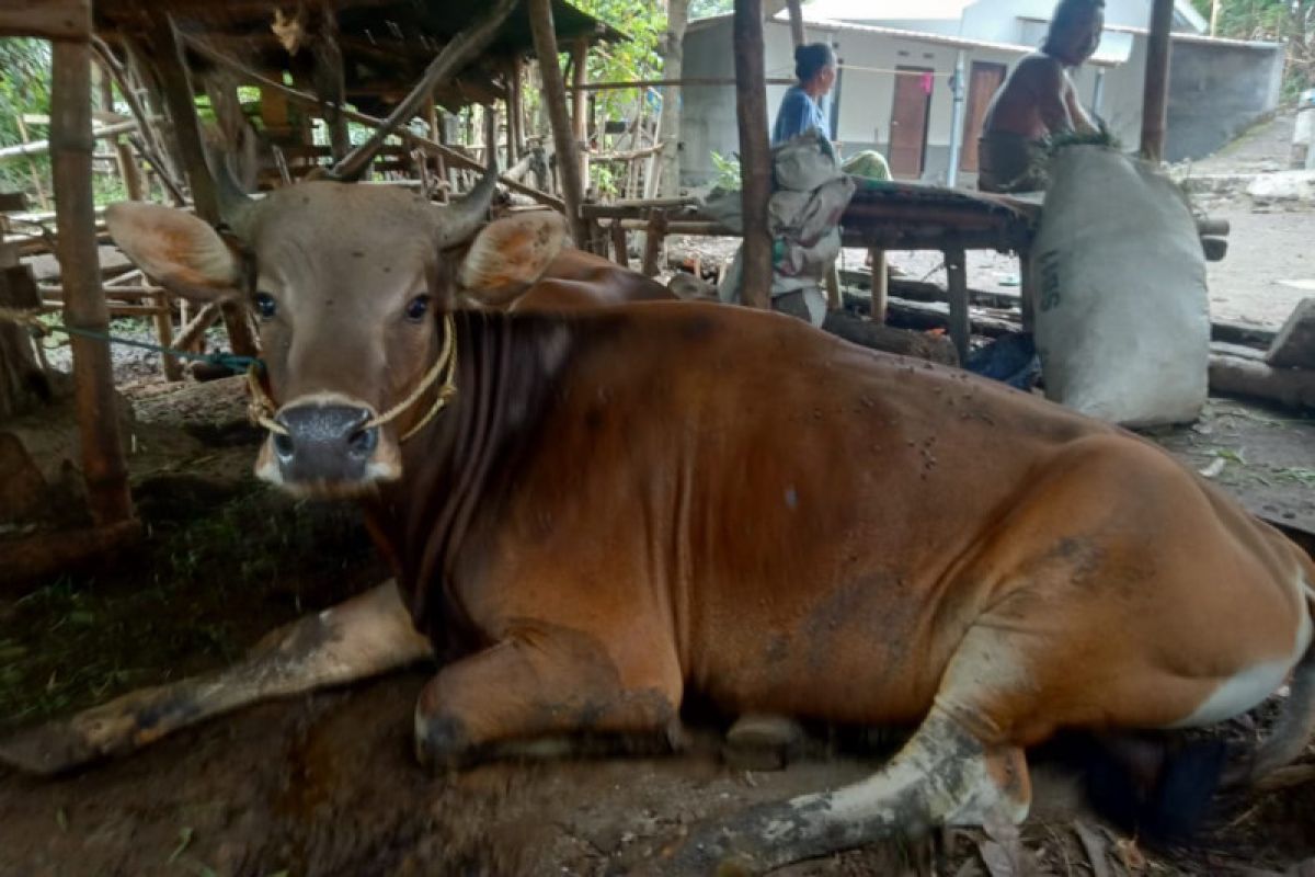 Ribuan sapi terkena wabah PMK di Lombok Tengah sembuh