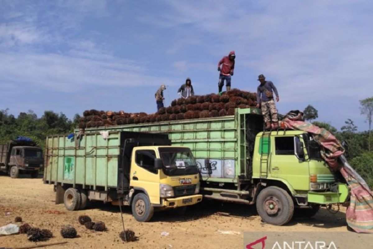 Pemkab Batanghari minta perusahaan patuhi penetapan harga TBS sawit