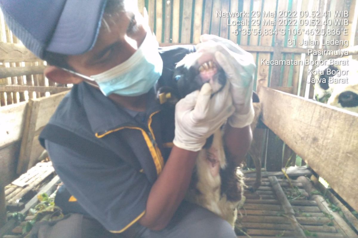 Satgas PMK IPB: Tingkat kesembuhan hewan terkena PMK 95 persen