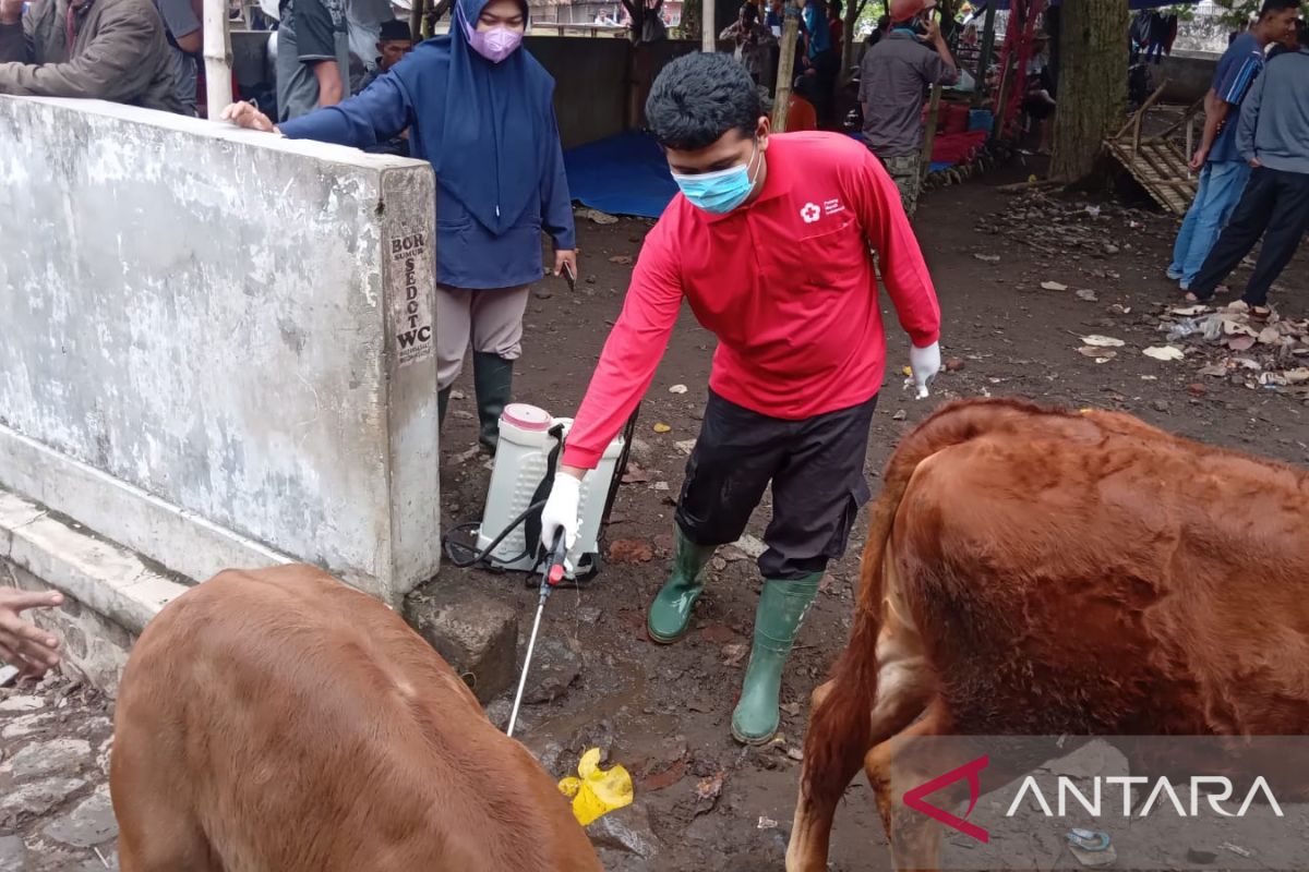 Cegah PMK, sukarelawan PMI Jember semprotkan disinfektan di pasar hewan