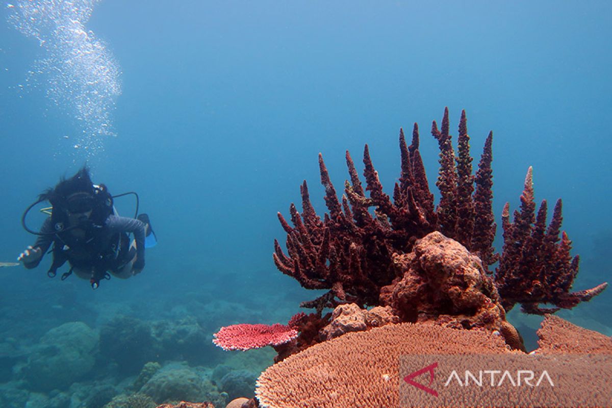 Ini manfaat aturan baru rencana zonasi laut Natuna