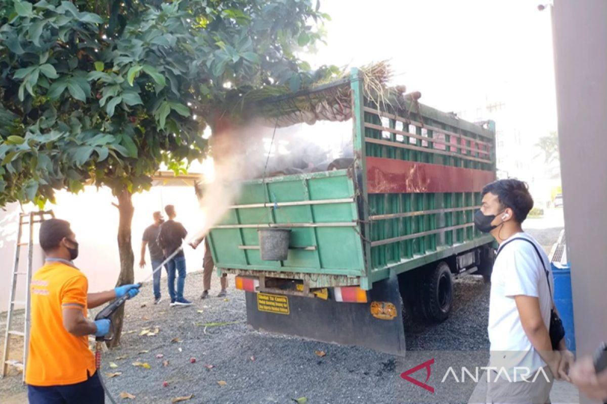 Sapi potong asal Sulawesi masuk ke Tanah Bumbu dinyatakan bebas PMK