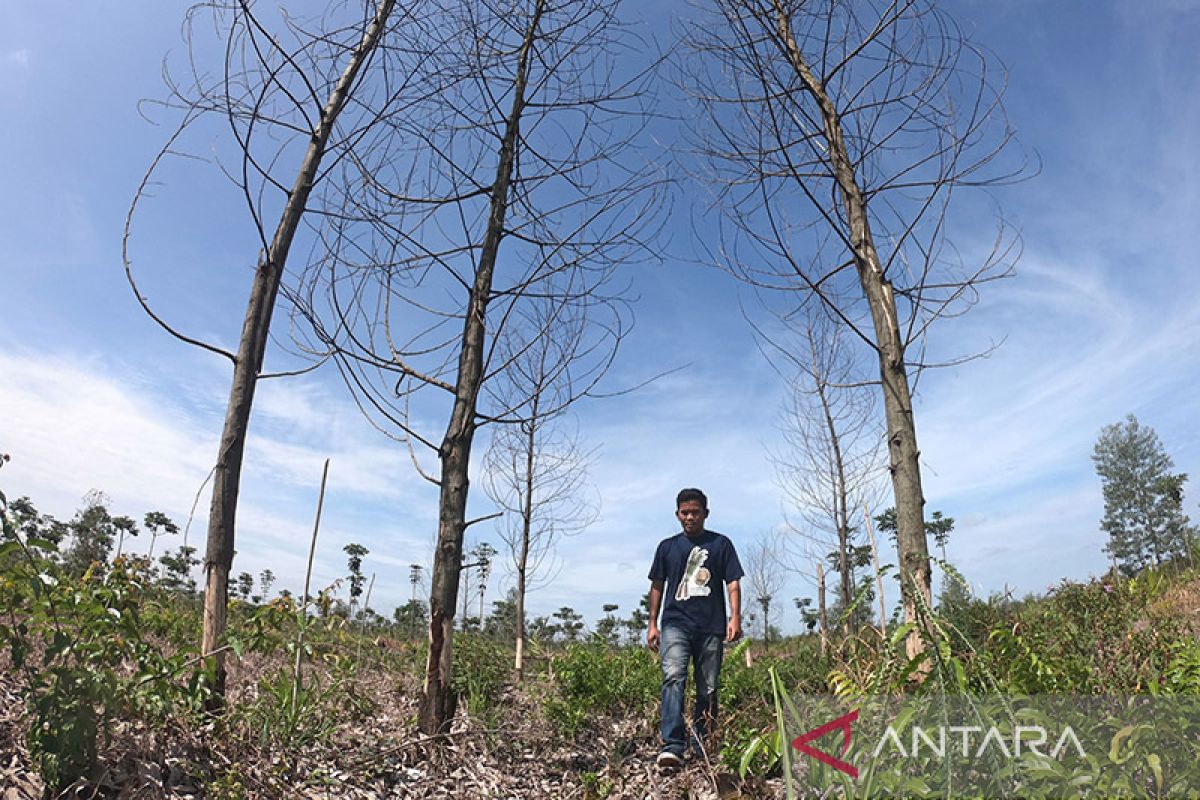Walhi memperkirakan 60 persen hutan Jambi sudah dirambah atau rusak