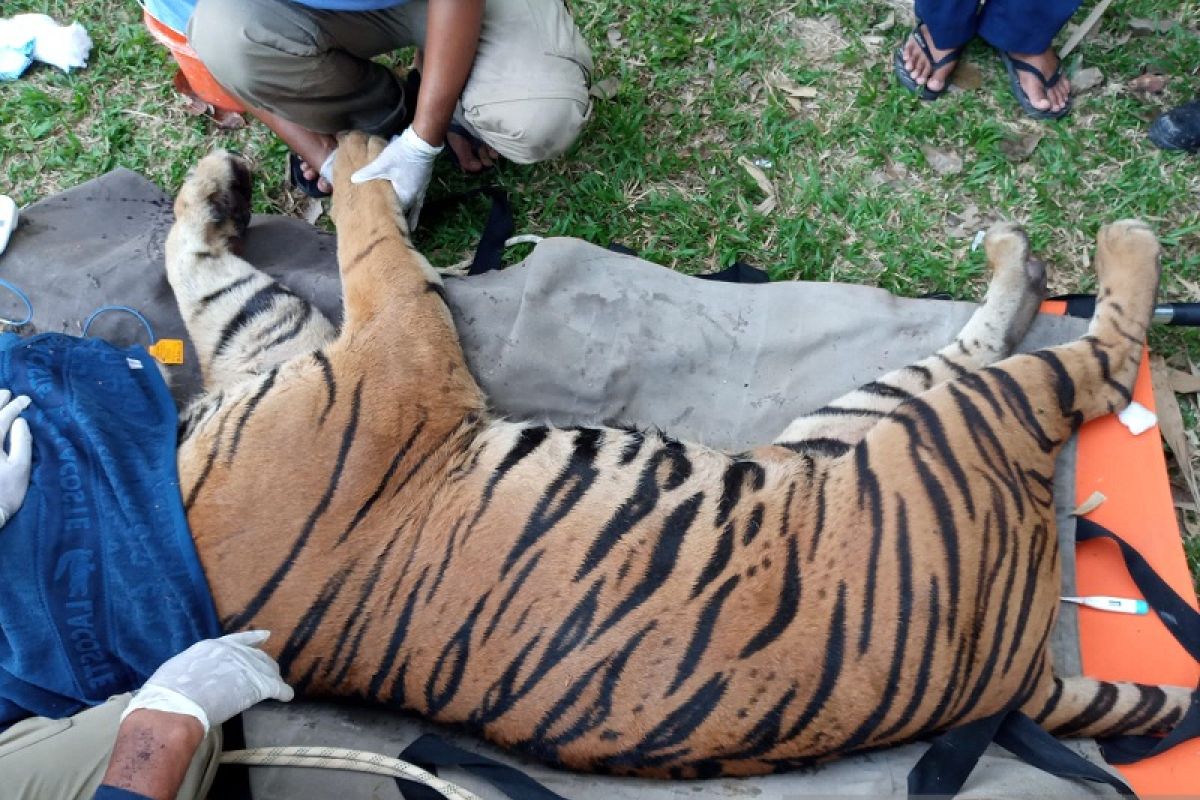 Seekor harimau jantan Sumatera dilepasliarkan ke TNKS