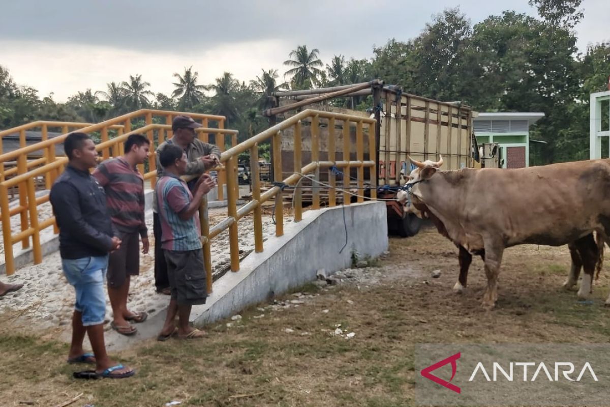 Bupati Gunung Kidul mengimbau peternak tidak panik atas temuan PMK