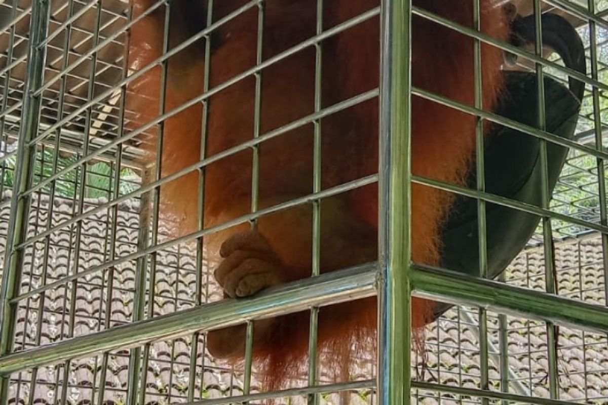 Balai Besar KSDA Sumut terima satu invidu orangutan Sumatera dari Jabar