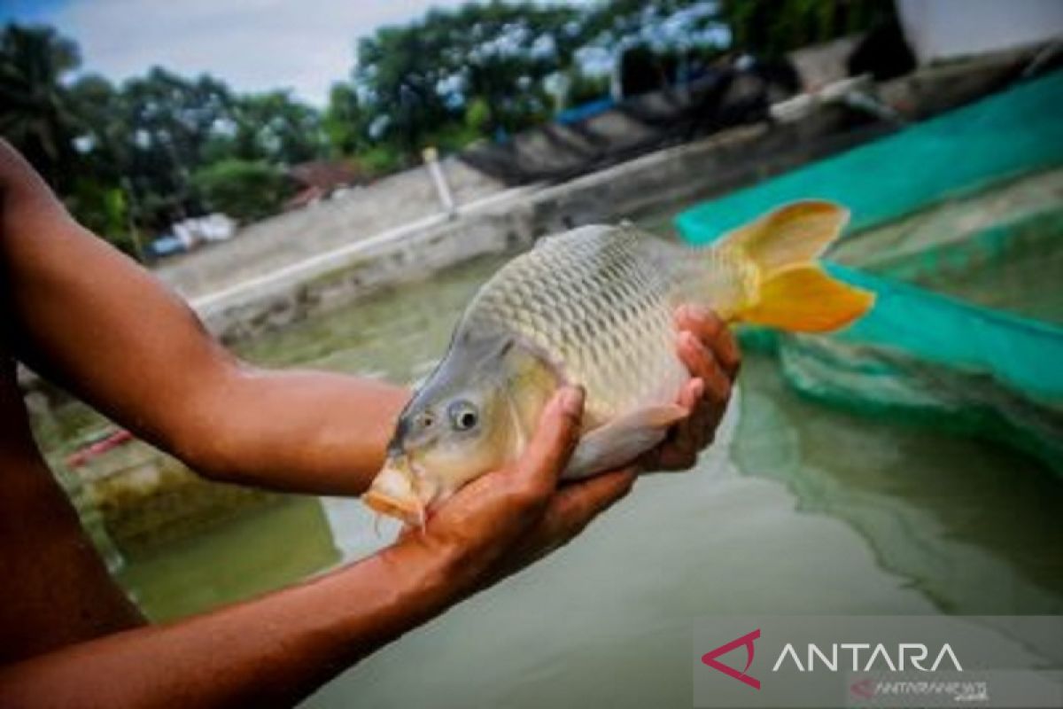 BRIN dorong penggunaan antibiotika benar dan aman untuk kesehatan ikan