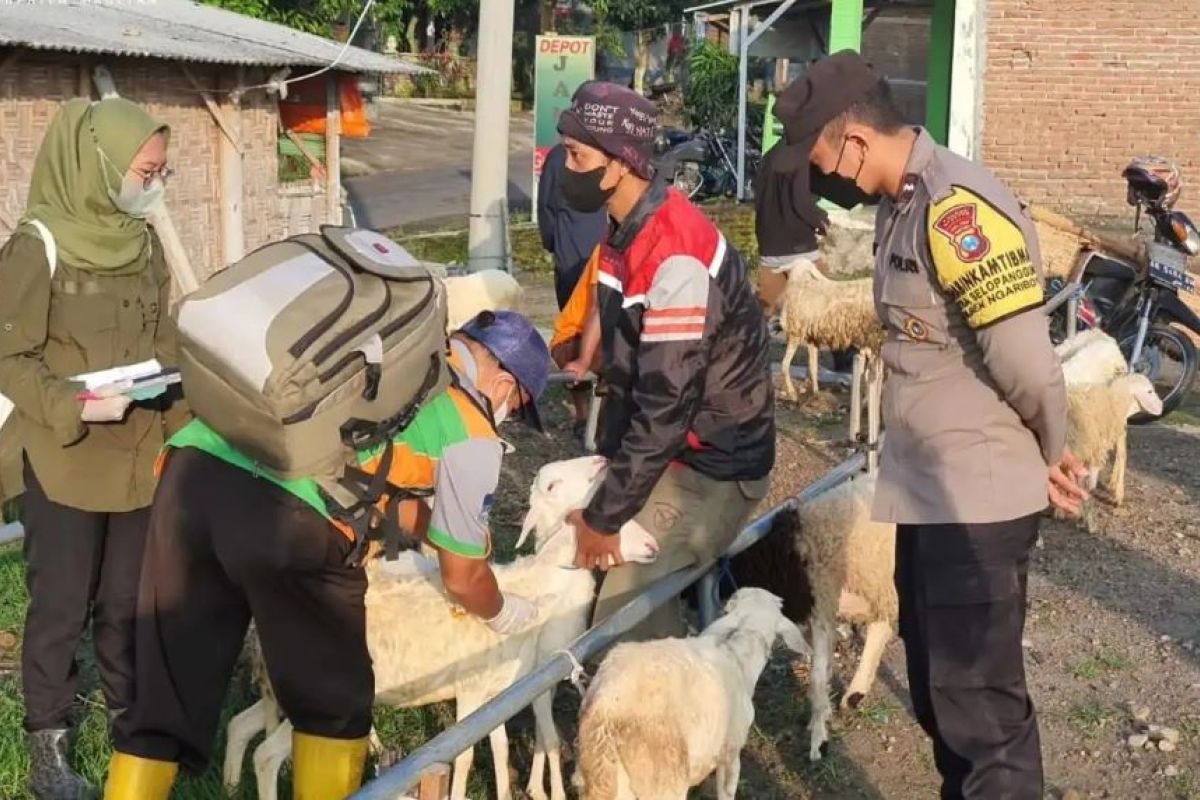 Sebanyak  392 ekor sapi di Kabupaten Magetan terjangkit PMK