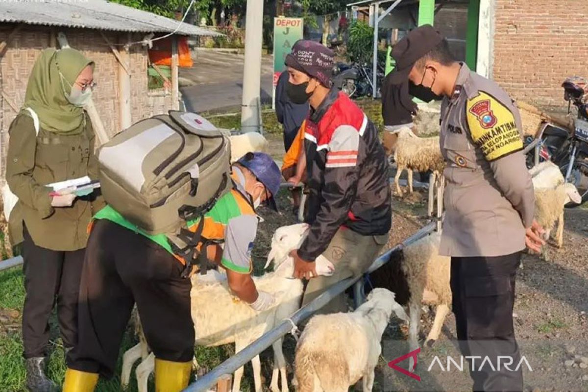 392 ekor sapi di Kabupaten Magetan terjangkit PMK