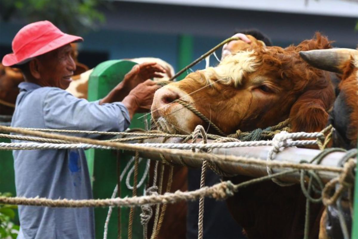 Penjualan hewan kurban di Malang wajib dilengkapi surat keterangan sehat