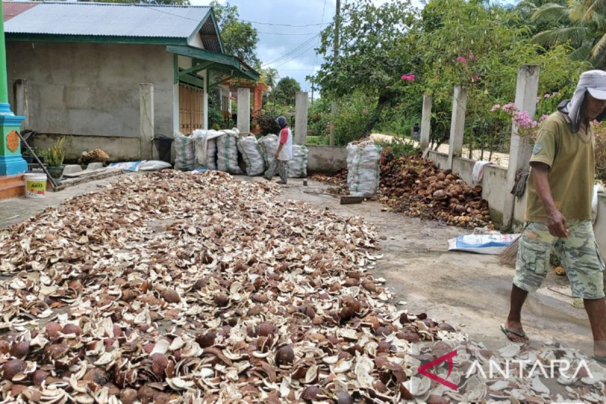 Petani kelapa di Konawe Kepulauan terpuruk harga kopra anjlok