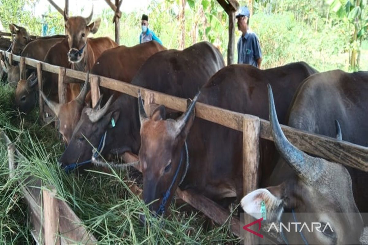 Harga sapi jelang Idul Adha di Kalsel naik