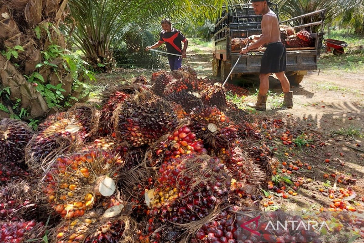 Harga TBS di Kotabaru naik