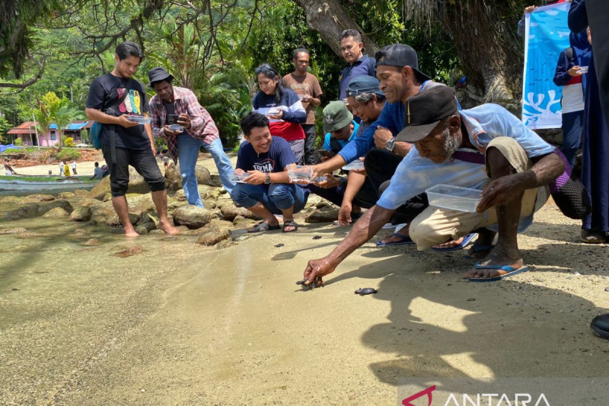 BBKSDA Papua lepasliarkan 20 ekor penyu lekang