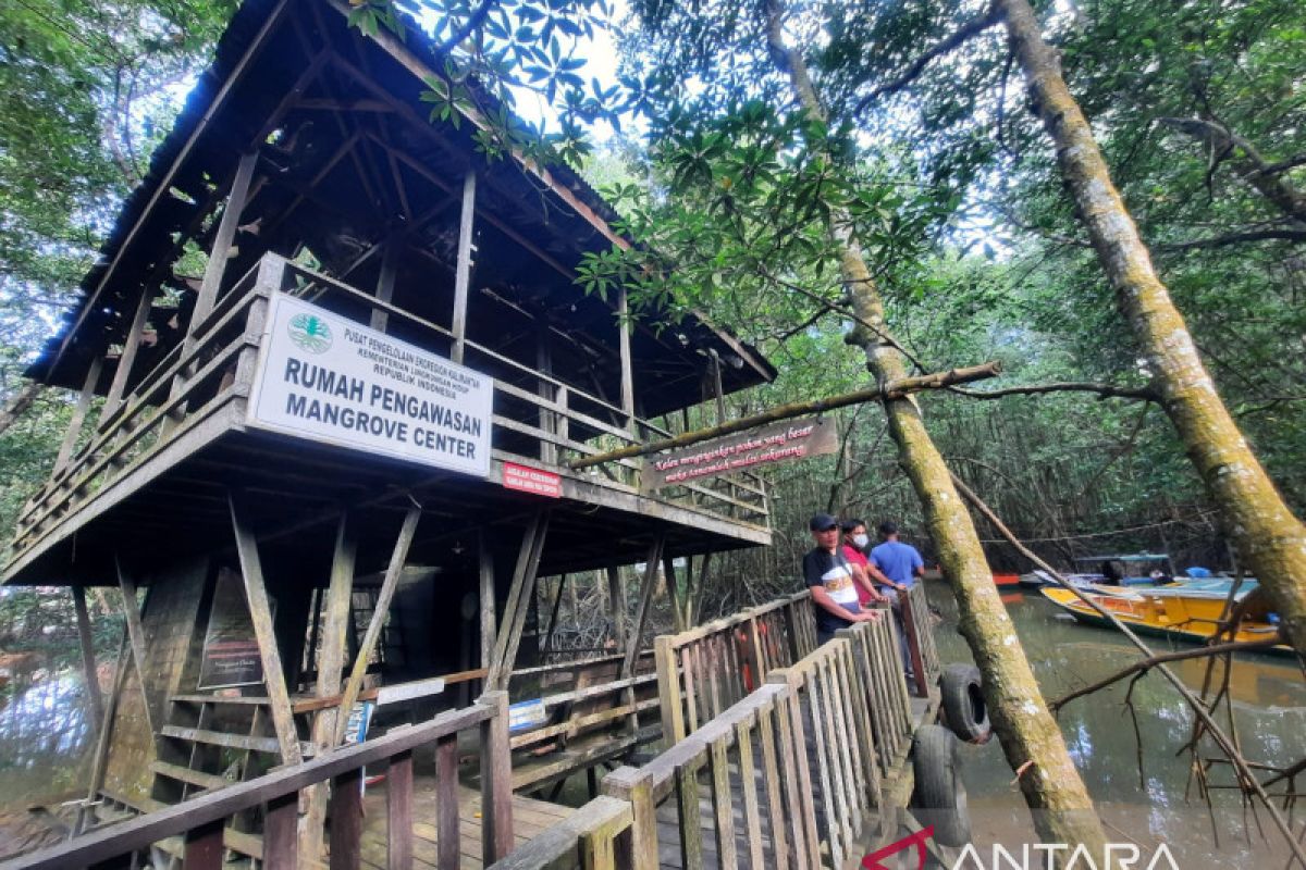 Peraih Kalpataru Balikpapan sebut Papua perlu cetak SDM paham mangrove