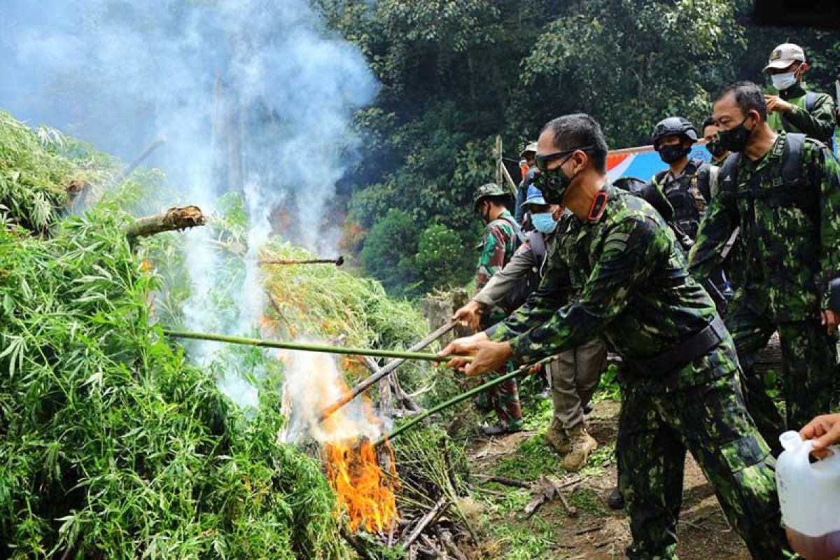 BNN musnahkan 20 ribu batang ganja di Aceh