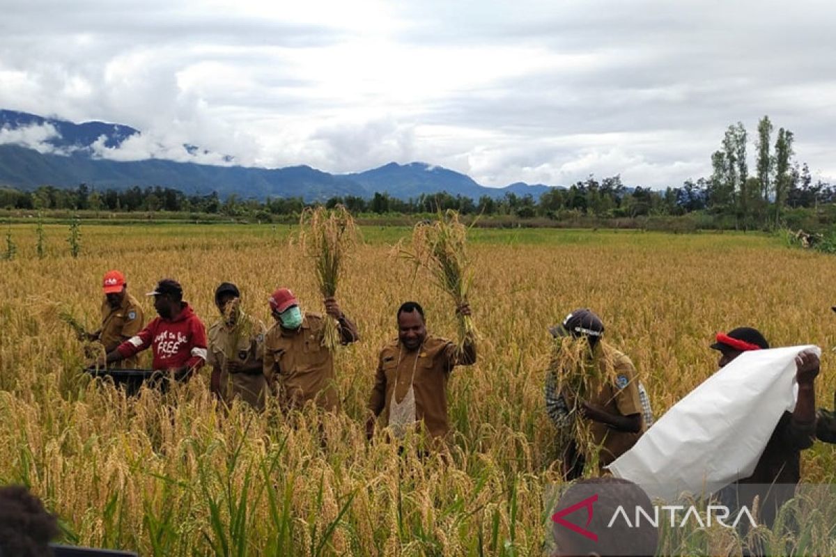 Pemkab Jayawijaya motivasi petani sawah terus mandiri