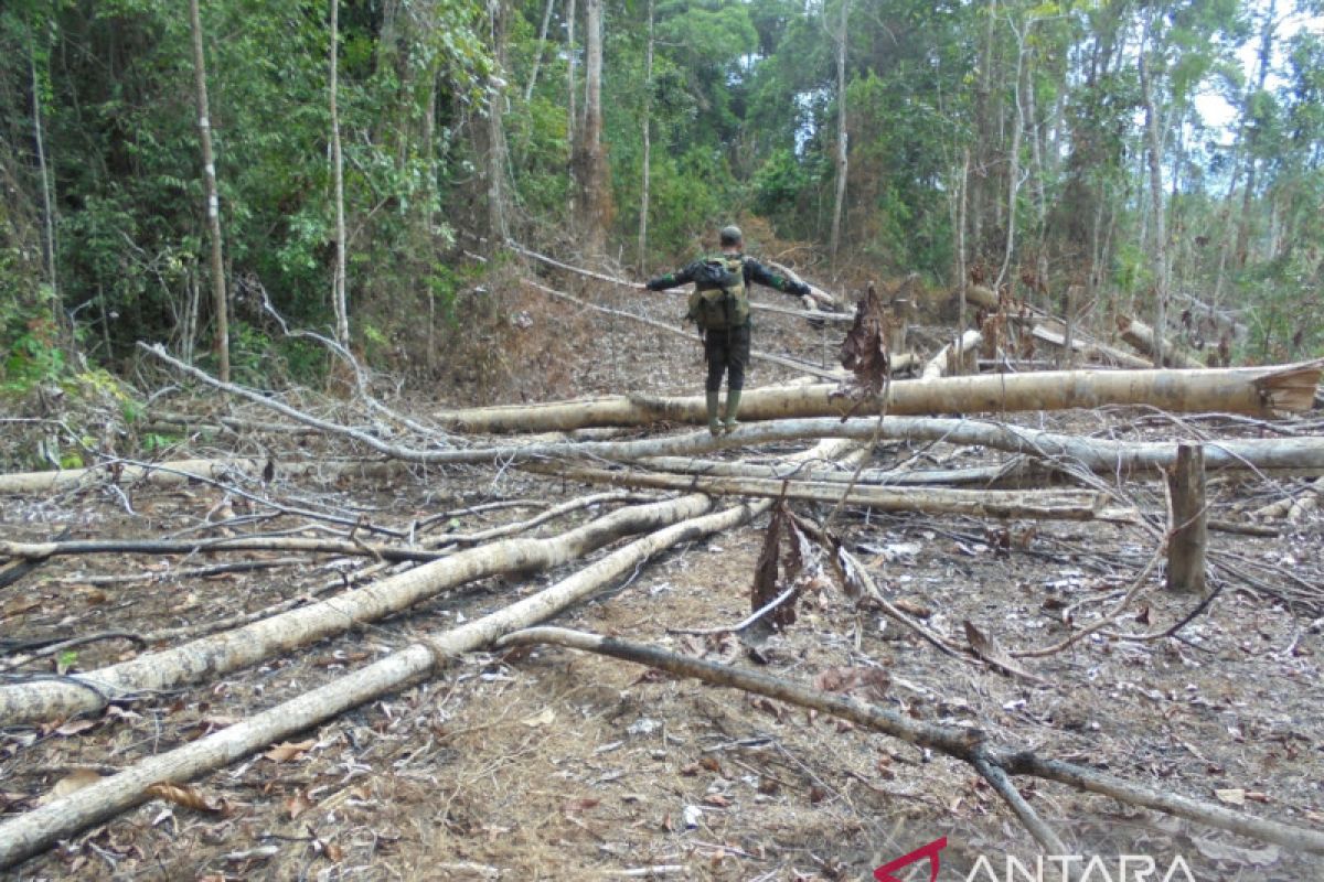 Ratusan hektare hutan habitat gajah di Bengkulu dirambah