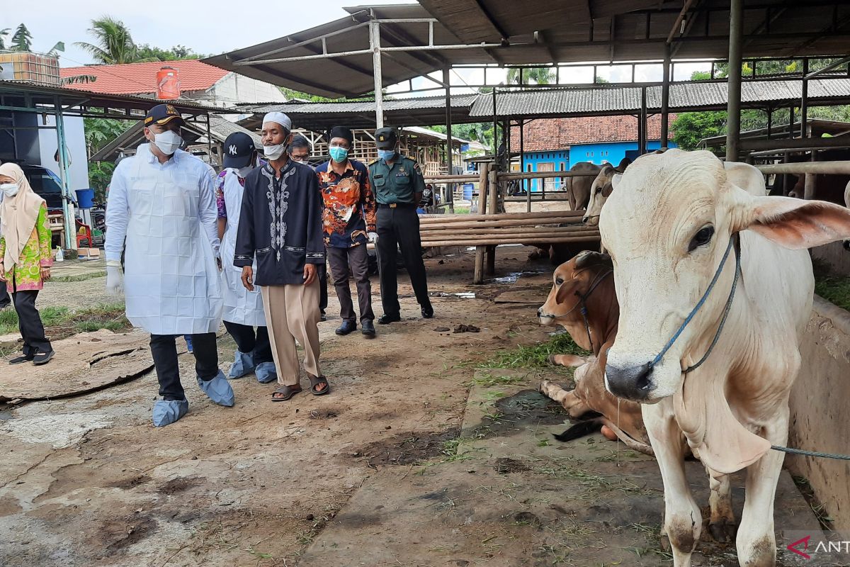 Pemkab Tangerang sterilisasi kandang sapi yang tertular PMK