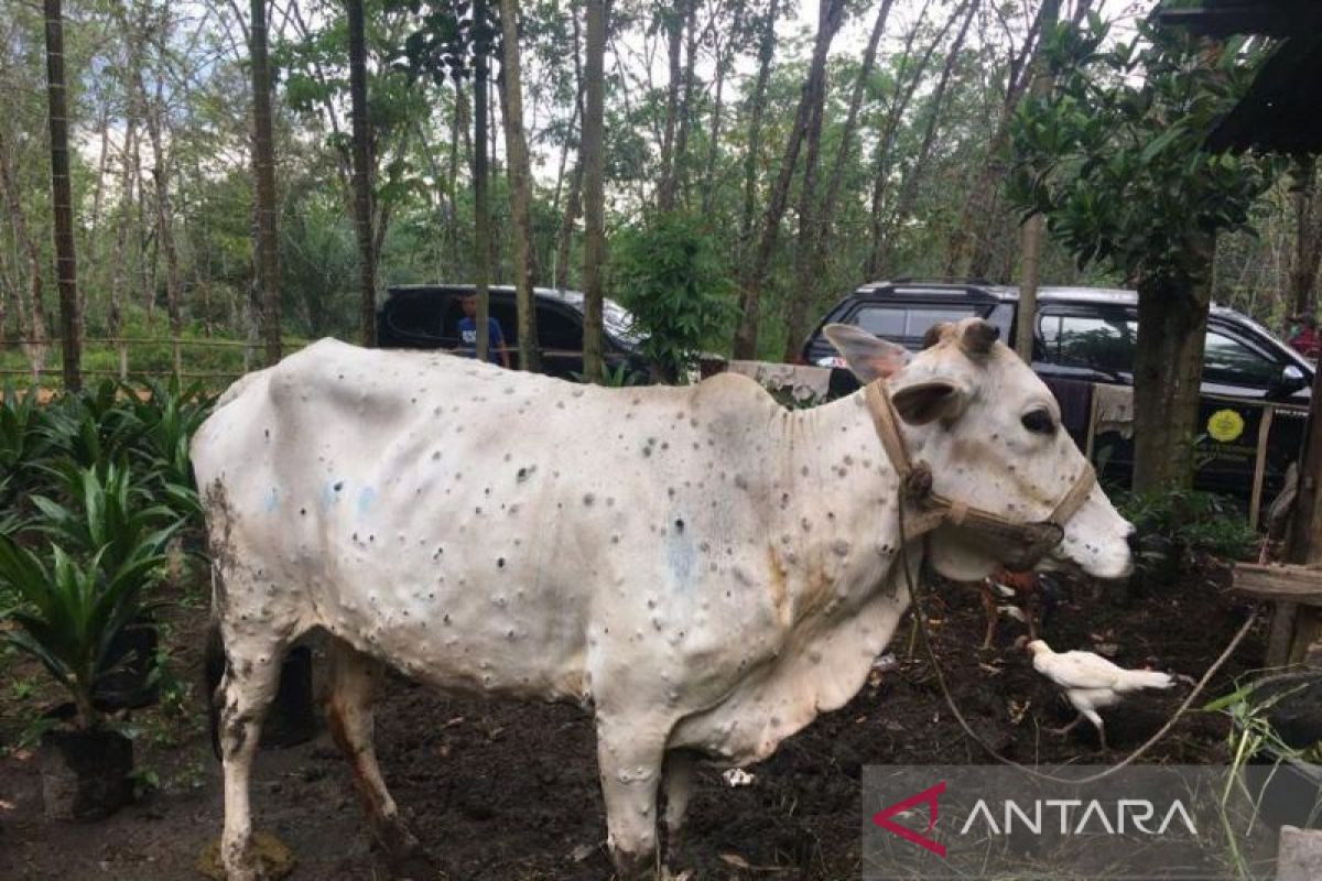 Sebanyak 28 ekor sapi di Riau positif terserang penyakit kuku dan mulut