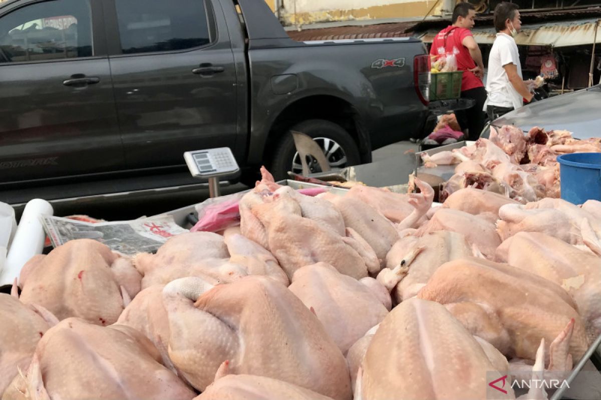 Malaysia berlakukan larangan ekspor ayam